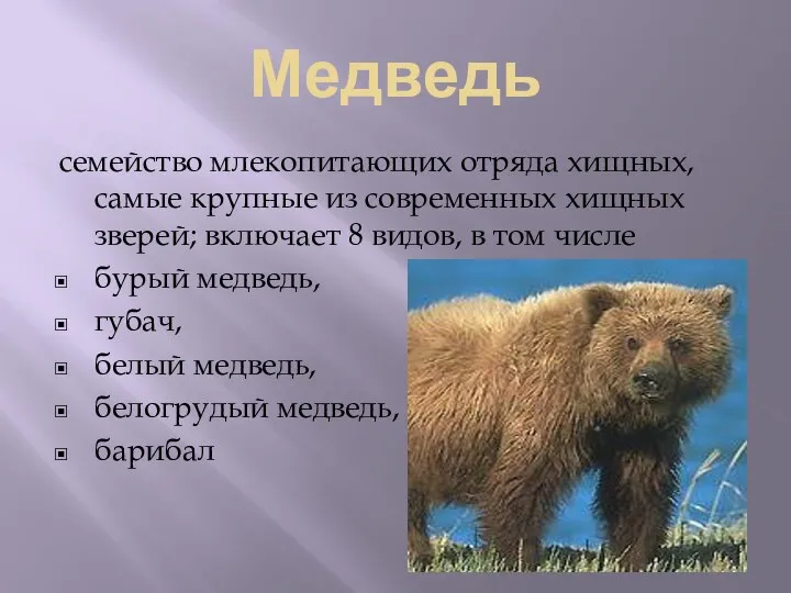 Медведь семейство млекопитающих отряда хищных, самые крупные из современных хищных зверей; включает 8