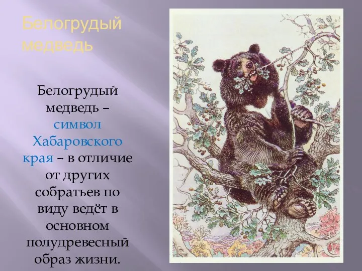Белогрудый медведь Белогрудый медведь – символ Хабаровского края – в отличие от других