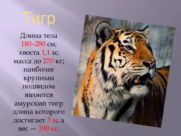 Тигр Длина тела 180–280 см, хвоста 1,1 м; масса до 270 кг; наиболее