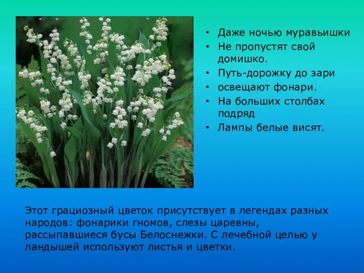 Даже ночью муравьишки Не пропустят свой домишко. Путь-дорожку до зари