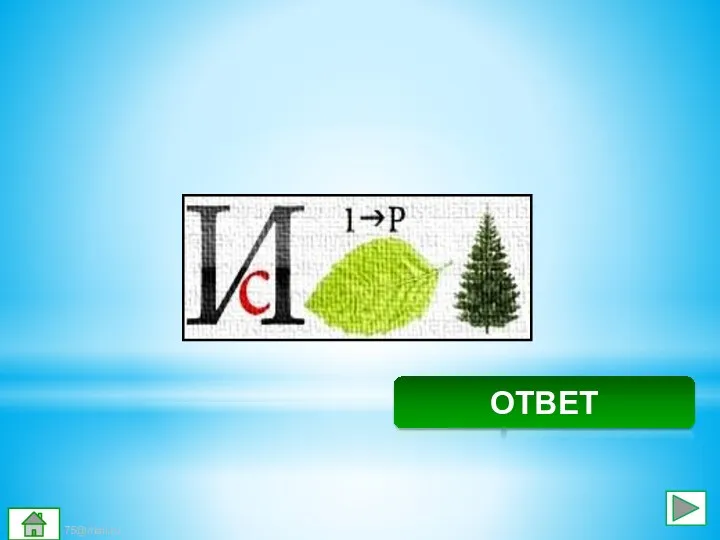 Свиристель ОТВЕТ