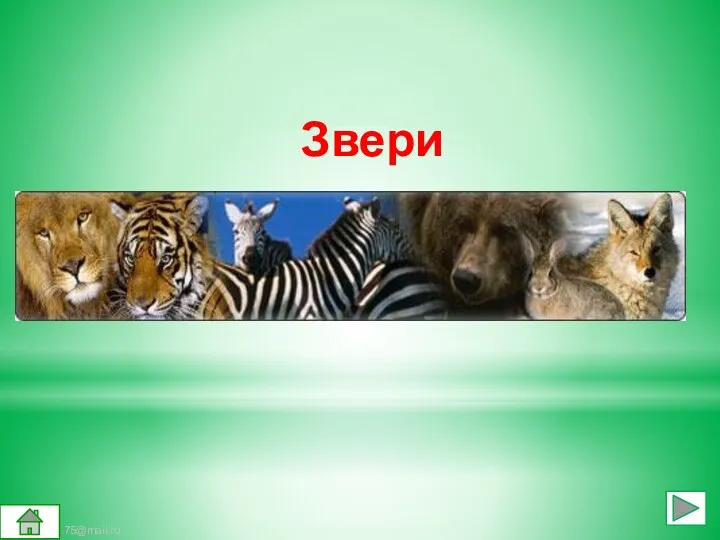 Звери