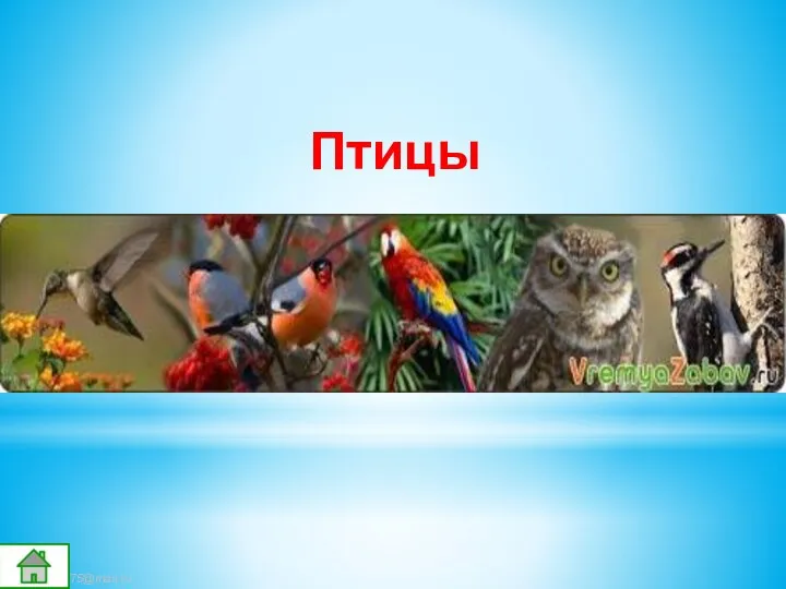 Птицы