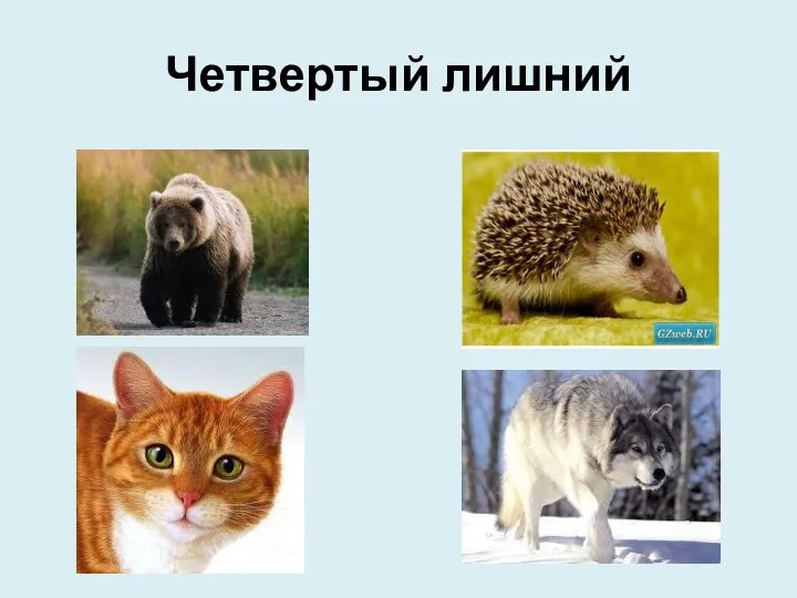 Четвертый лишний