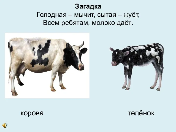 Загадка Голодная – мычит, сытая – жуёт, Всем ребятам, молоко даёт. корова телёнок