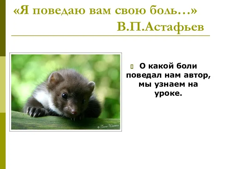 «Я поведаю вам свою боль…» В.П.Астафьев О какой боли поведал нам автор, мы узнаем на уроке.