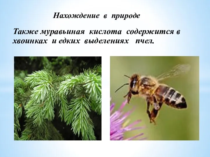 Нахождение в природе Также муравьиная кислота содержится в хвоинках и едких выделениях пчел.