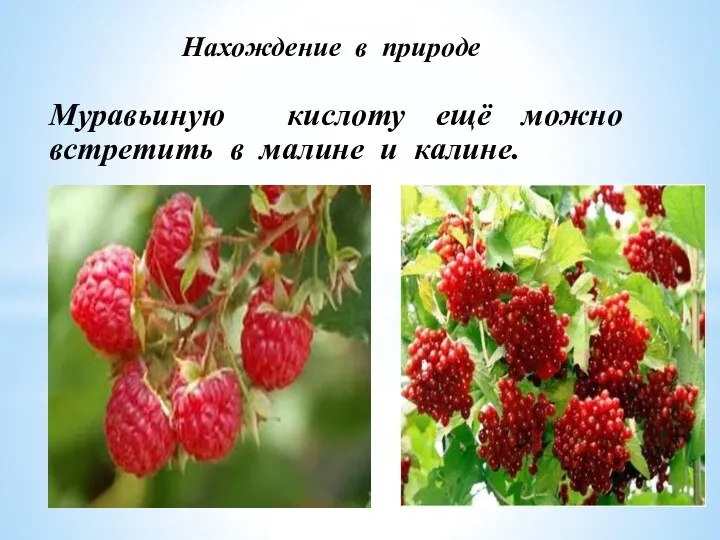 Нахождение в природе Муравьиную кислоту ещё можно встретить в малине и калине.