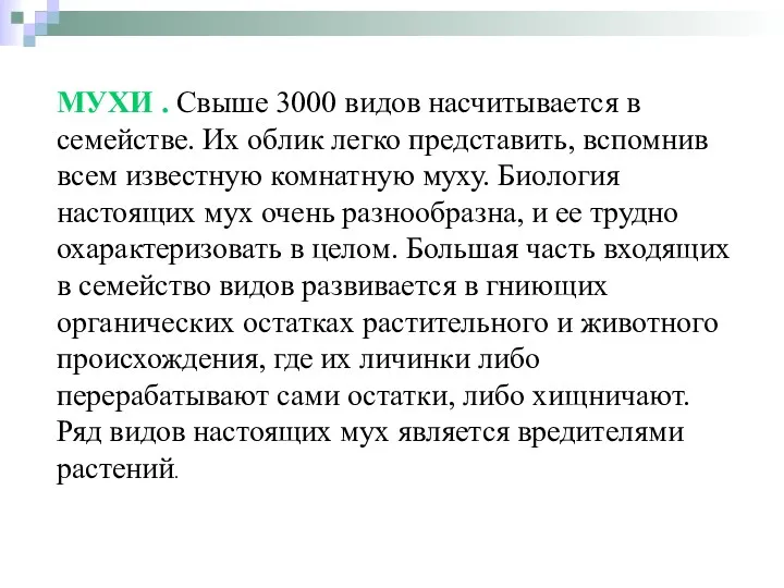 МУХИ . Свыше 3000 видов насчитывается в семействе. Их облик