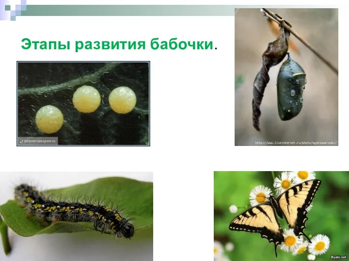 Этапы развития бабочки.