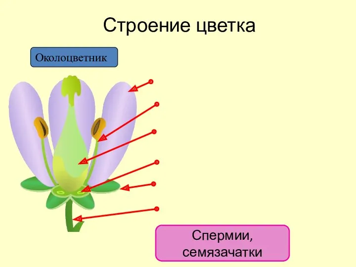 Строение цветка Околоцветник Спермии, семязачатки
