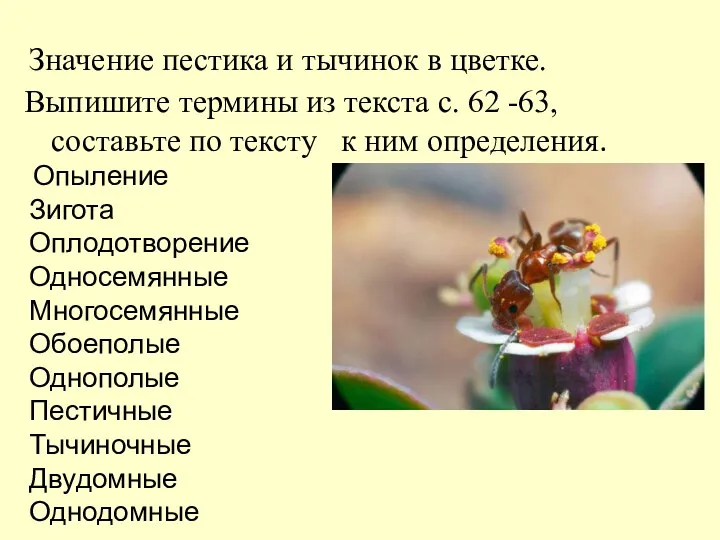 Значение пестика и тычинок в цветке. Выпишите термины из текста