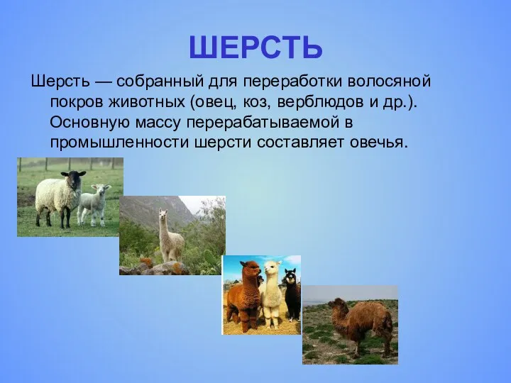 ШЕРСТЬ Шерсть — собранный для переработки волосяной покров животных (овец,