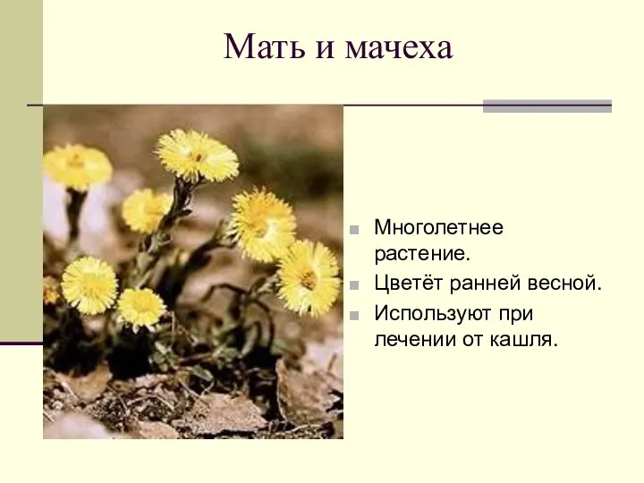 Мать и мачеха Многолетнее растение. Цветёт ранней весной. Используют при лечении от кашля.