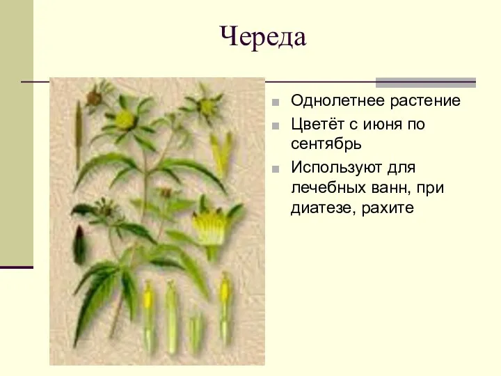 Череда Однолетнее растение Цветёт с июня по сентябрь Используют для лечебных ванн, при диатезе, рахите