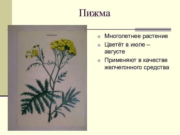 Пижма Многолетнее растение Цветёт в июле – августе Применяют в качестве желчегонного средства