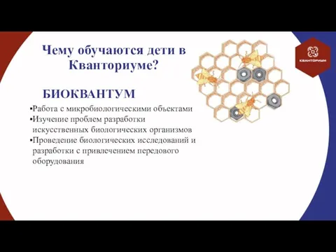 Чему обучаются дети в Кванториуме? Работа с микробиологическими объектами Изучение проблем разработки искусственных