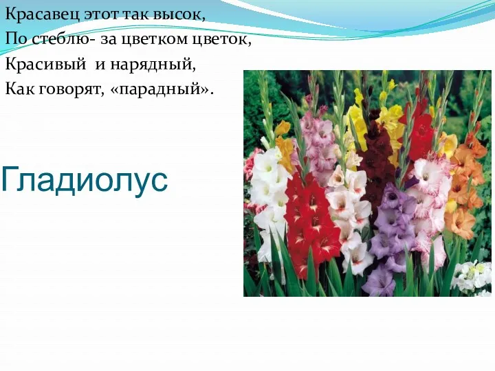 Гладиолус Красавец этот так высок, По стеблю- за цветком цветок, Красивый и нарядный, Как говорят, «парадный».