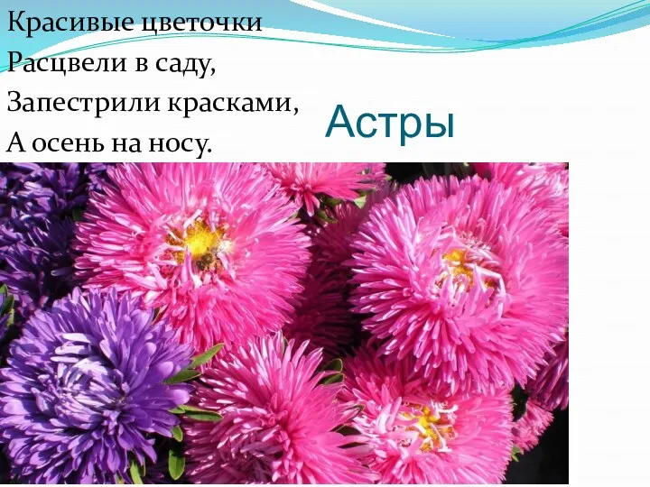 Астры Красивые цветочки Расцвели в саду, Запестрили красками, А осень на носу.