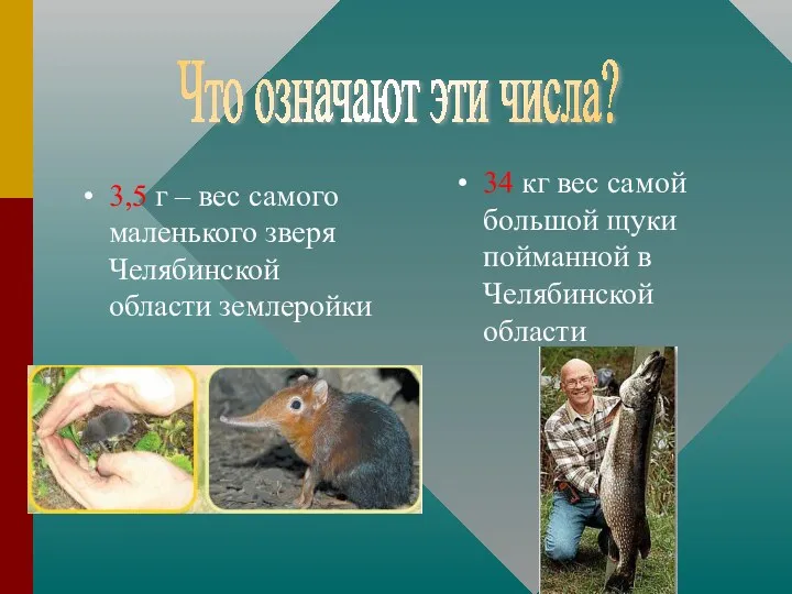 3,5 г – вес самого маленького зверя Челябинской области землеройки 34 кг вес