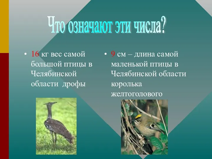 16 кг вес самой большой птицы в Челябинской области дрофы 9 см –