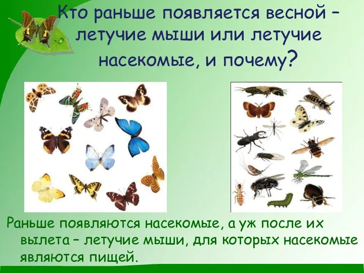 Кто раньше появляется весной – летучие мыши или летучие насекомые,