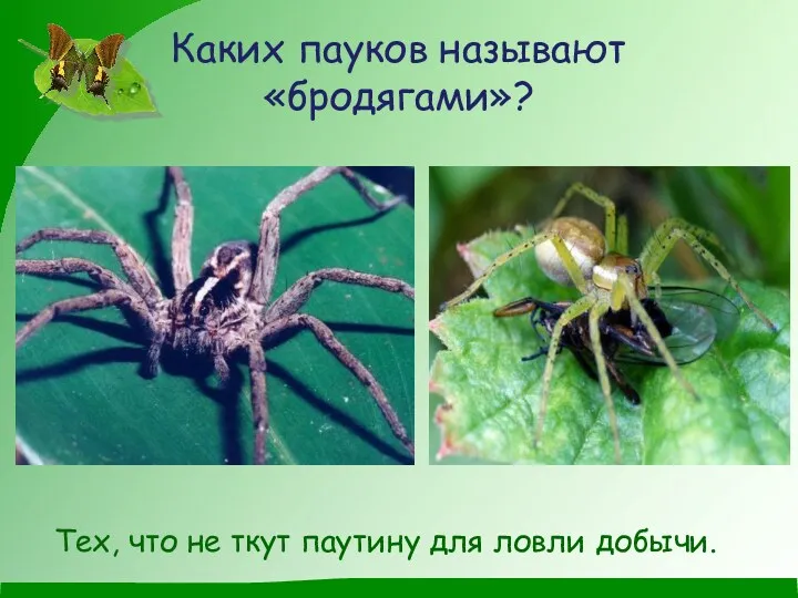 Каких пауков называют «бродягами»? Тех, что не ткут паутину для ловли добычи.