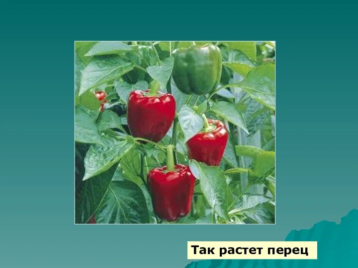 Так растет перец