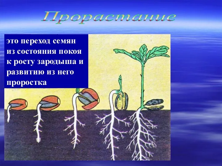 это переход семян из состояния покоя к росту зародыша и развитию из него проростка Прорастание