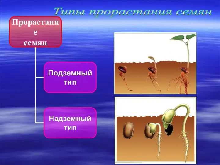 Типы прорастания семян