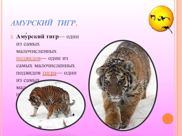 АМУРСКИЙ ТИГР. Аму́рский тигр— один из самых малочисленных подвидов— один из самых малочисленных