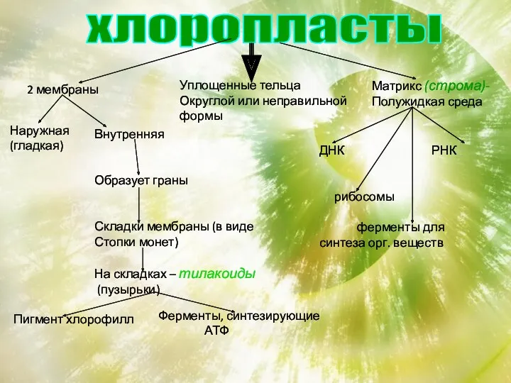 хлоропласты 2 мембраны Уплощенные тельца Округлой или неправильной формы Матрикс