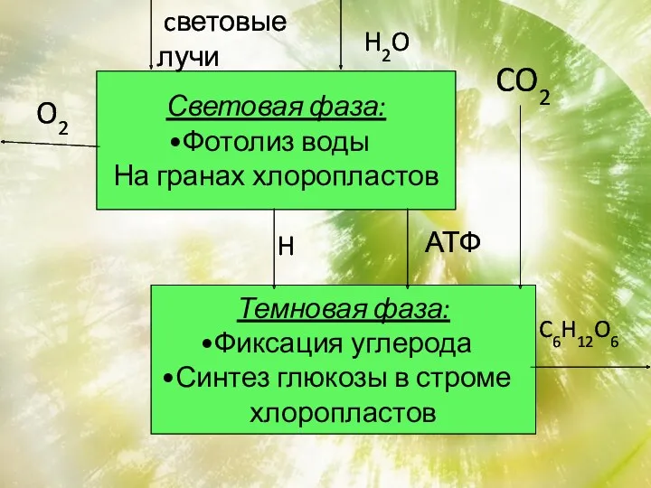 Световая фаза: Фотолиз воды На гранах хлоропластов Темновая фаза: Фиксация