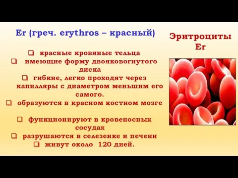 Er (греч. erythros – красный) красные кровяные тельца имеющие форму двояковогнутого диска гибкие,