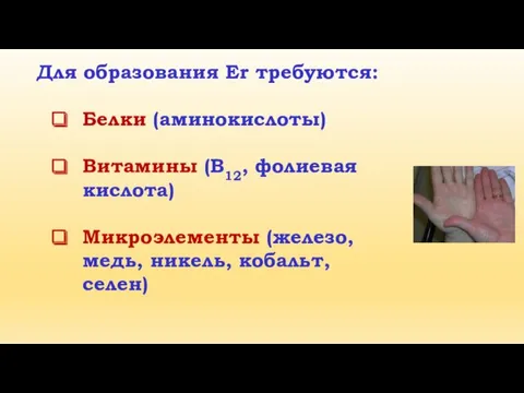 Для образования Er требуются: Белки (аминокислоты) Витамины (В12, фолиевая кислота) Микроэлементы (железо, медь, никель, кобальт, селен)