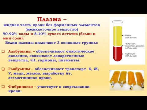 Плазма – жидкая часть крови без форменных элементов (межклеточное вещество) 90-92% воды и