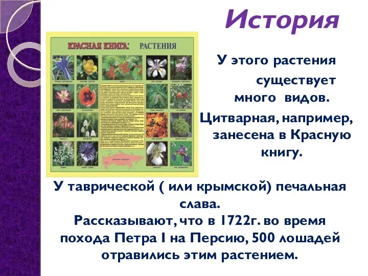 У этого растения существует много видов. Цитварная, например, занесена в