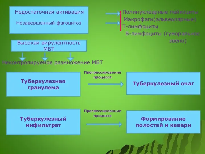 Полинуклеарные лейкоциты Макрофаги(альвеолярные) Т-лимфоциты В-лимфоциты (гуморальное звено) Неконтролируемое размножение МБТ