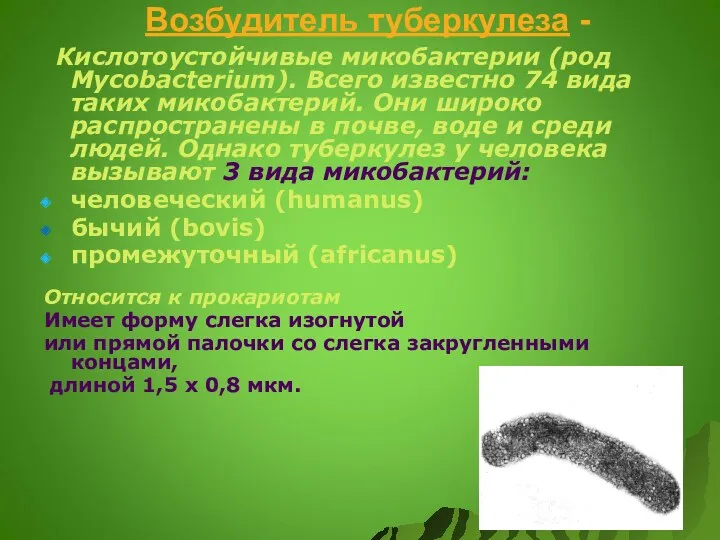 Возбудитель туберкулеза - Кислотоустойчивые микобактерии (род Mycobacterium). Всего известно 74