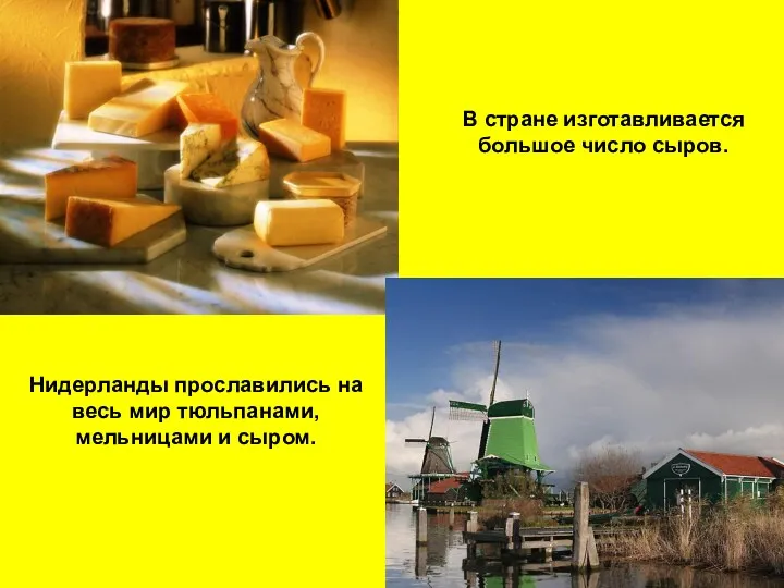 В стране изготавливается большое число сыров. Нидерланды прославились на весь мир тюльпанами, мельницами и сыром.