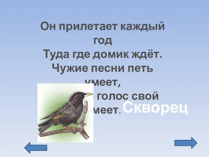 Он прилетает каждый год Туда где домик ждёт. Чужие песни петь умеет, А