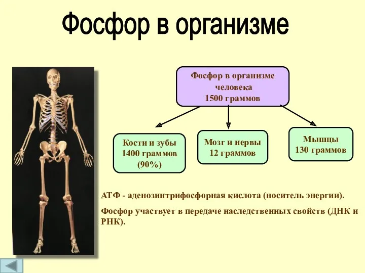 Фосфор в организме человека 1500 граммов Кости и зубы 1400