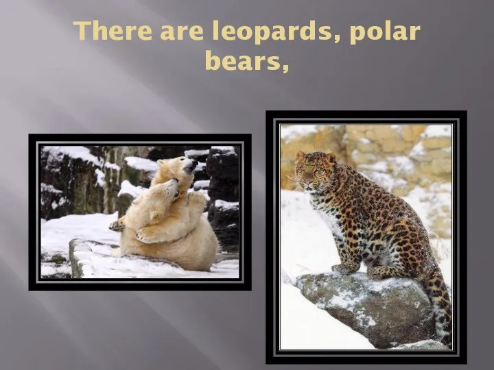 There are leopards, polar bears,