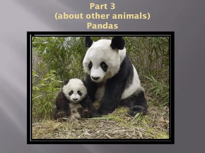 Part 3 (about other animals) Pandas