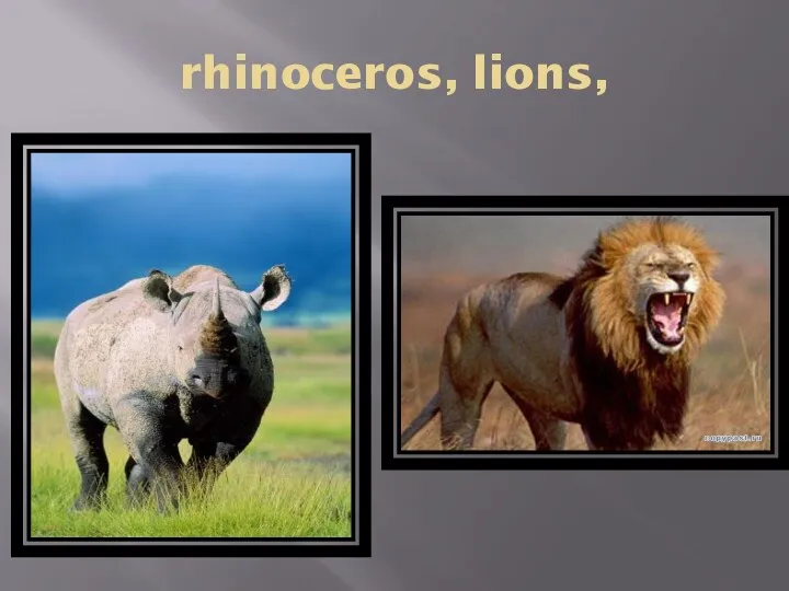 rhinoceros, lions,