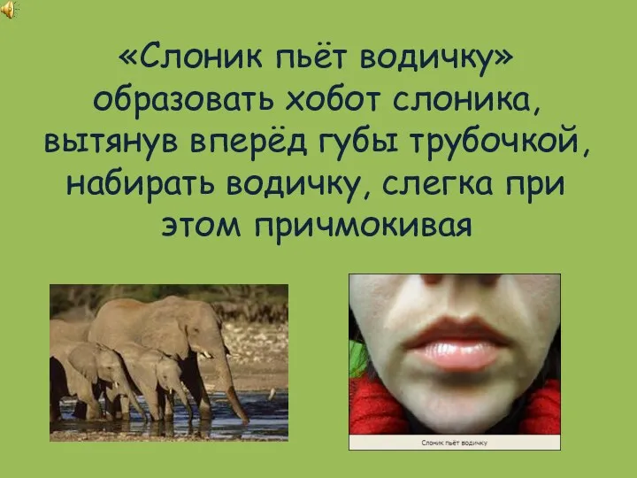 «Слоник пьёт водичку» образовать хобот слоника, вытянув вперёд губы трубочкой, набирать водичку, слегка при этом причмокивая