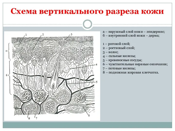 Схема вертикального разреза кожи а – наружный слой кожи –