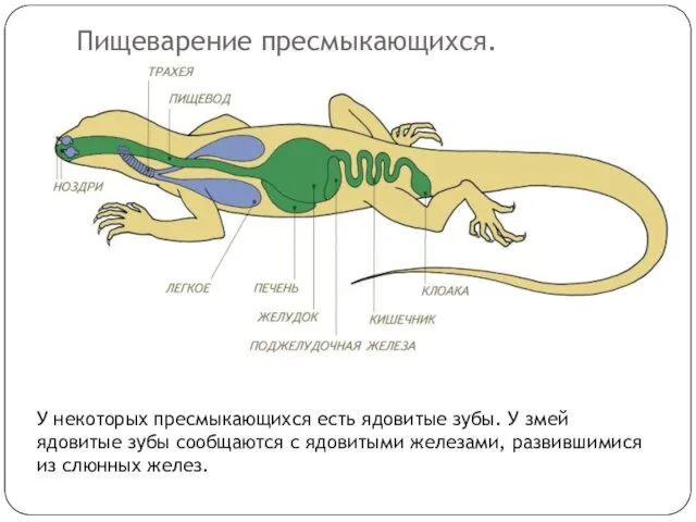 Пищеварение пресмыкающихся. У некоторых пресмыкающихся есть ядовитые зубы. У змей