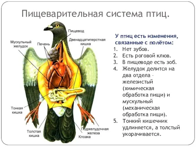 Пищеварительная система птиц. У птиц есть изменения, связанные с полётом: