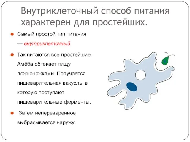 Внутриклеточный способ питания характерен для простейших. Самый простой тип питания